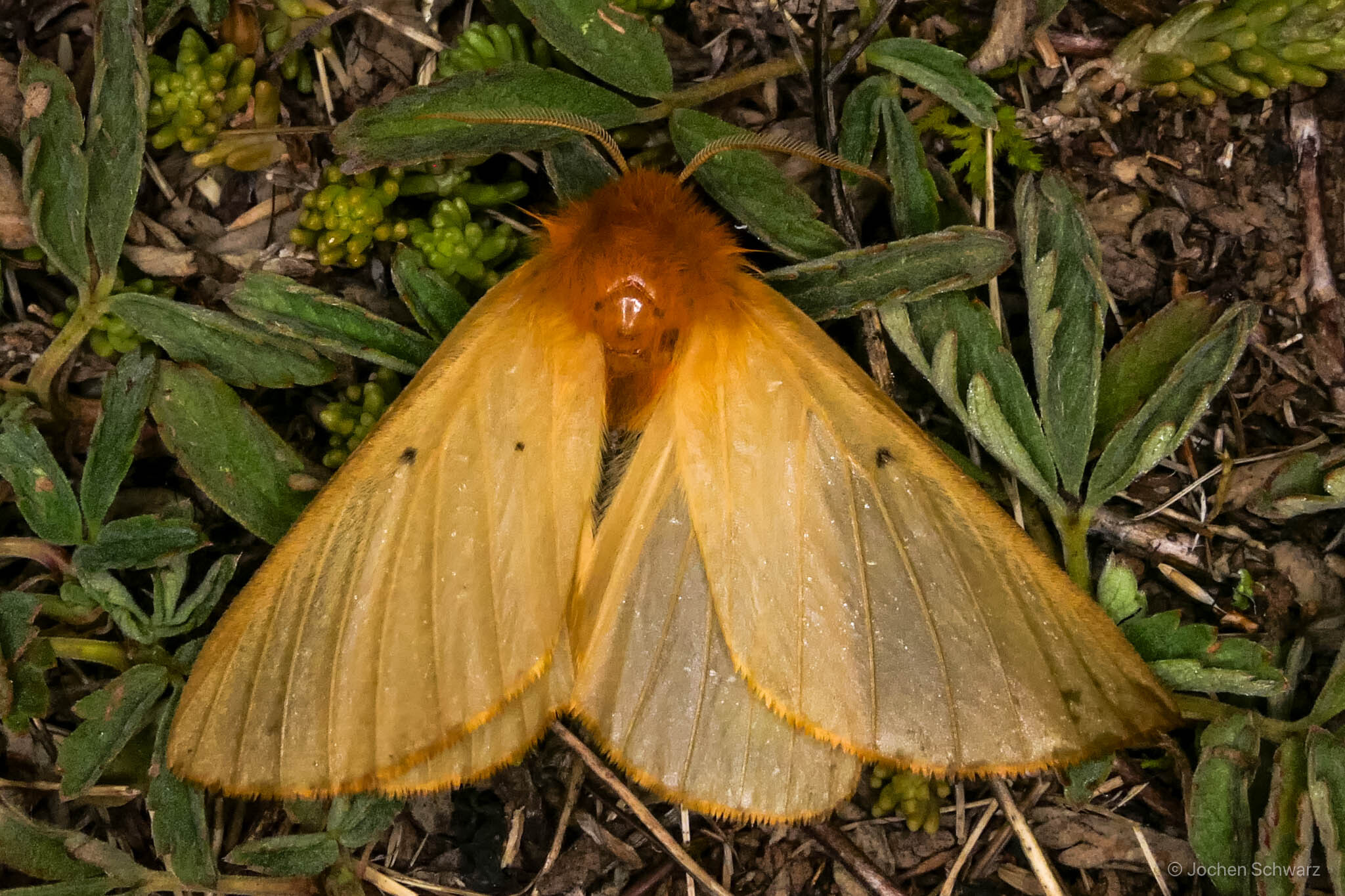 Lemonia taraxaci - pitypangszövő