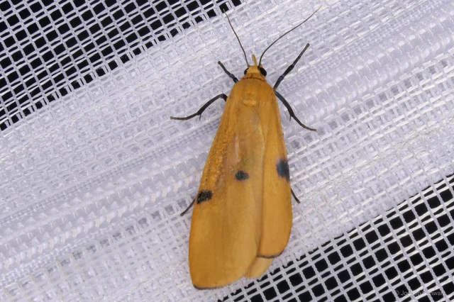Lithosia quadra - négypettyes zuzmószövő