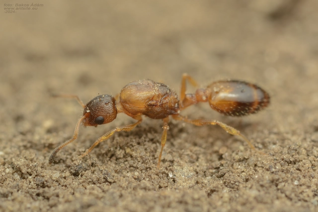 Temnothorax turcicus - sárga kéreghangya