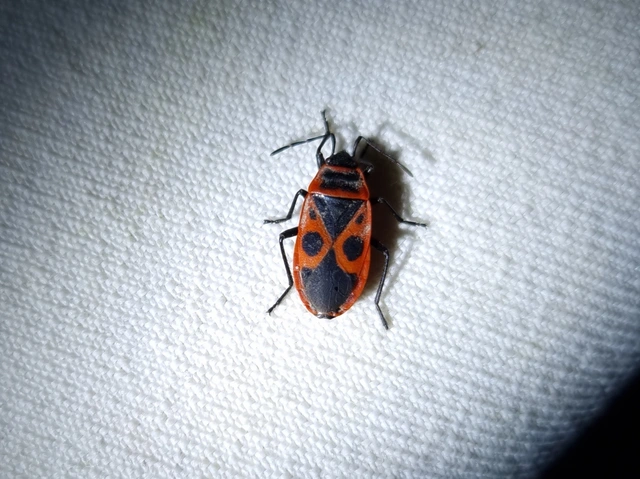 Pyrrhocoris apterus - verőköltő poloska