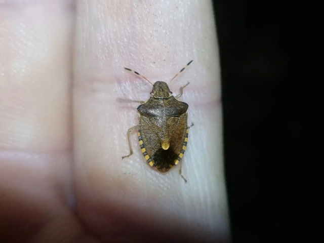 Peribalus strictus - tavaszi címerespoloska Peribalus strictus - tavaszi címerespoloska