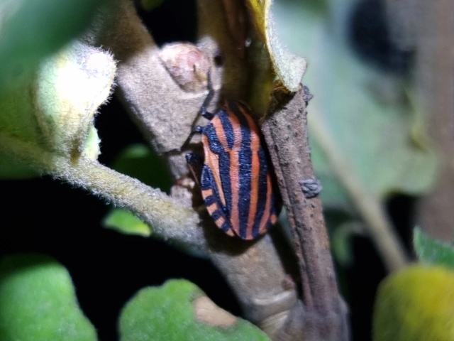 Graphosoma italicum - csíkos pajzsospoloska
