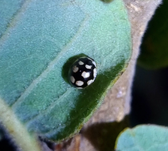 Oenopia lyncea agnata - bokorerdei katica