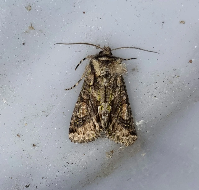 Allophyes oxyacanthae - galagonyabagoly