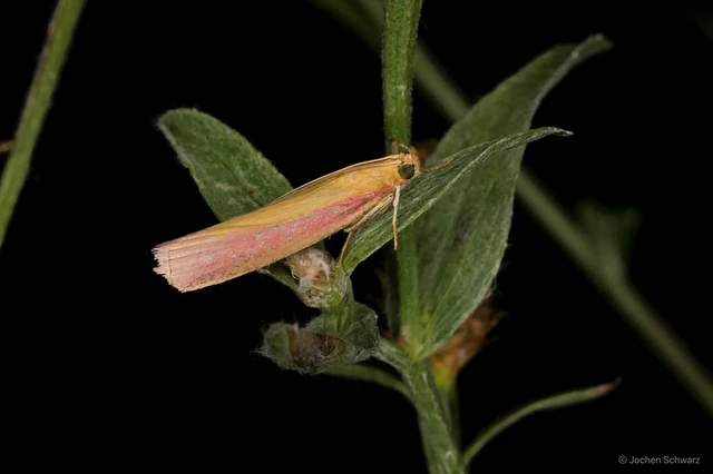 Oncocera semirubella - lucernamoly