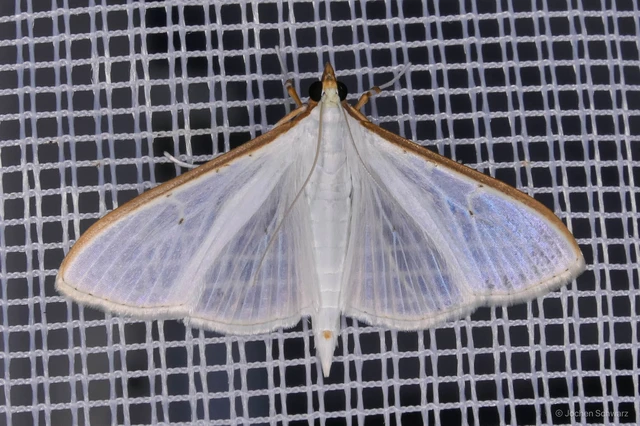 Palpita vitrealis - hófehér tűzmoly