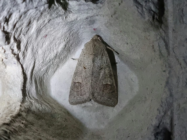 Ammoconia caecimacula - szürke őszibagoly