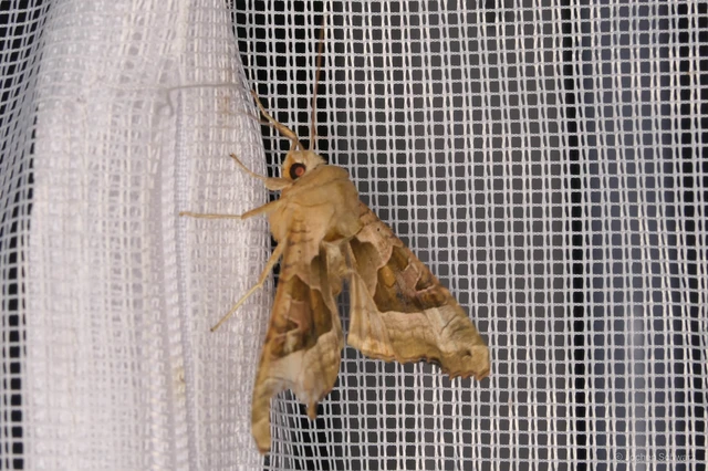Phlogophora meticulosa - vándorló csipkésbagoly