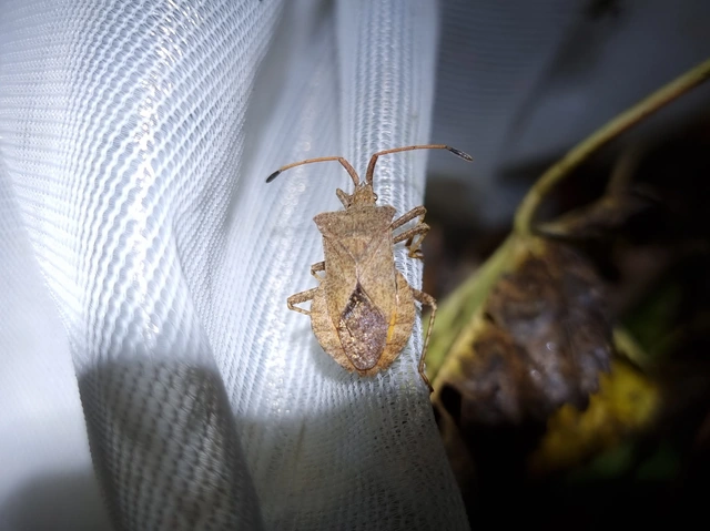 Coreus marginatus - közönséges karimáspoloska