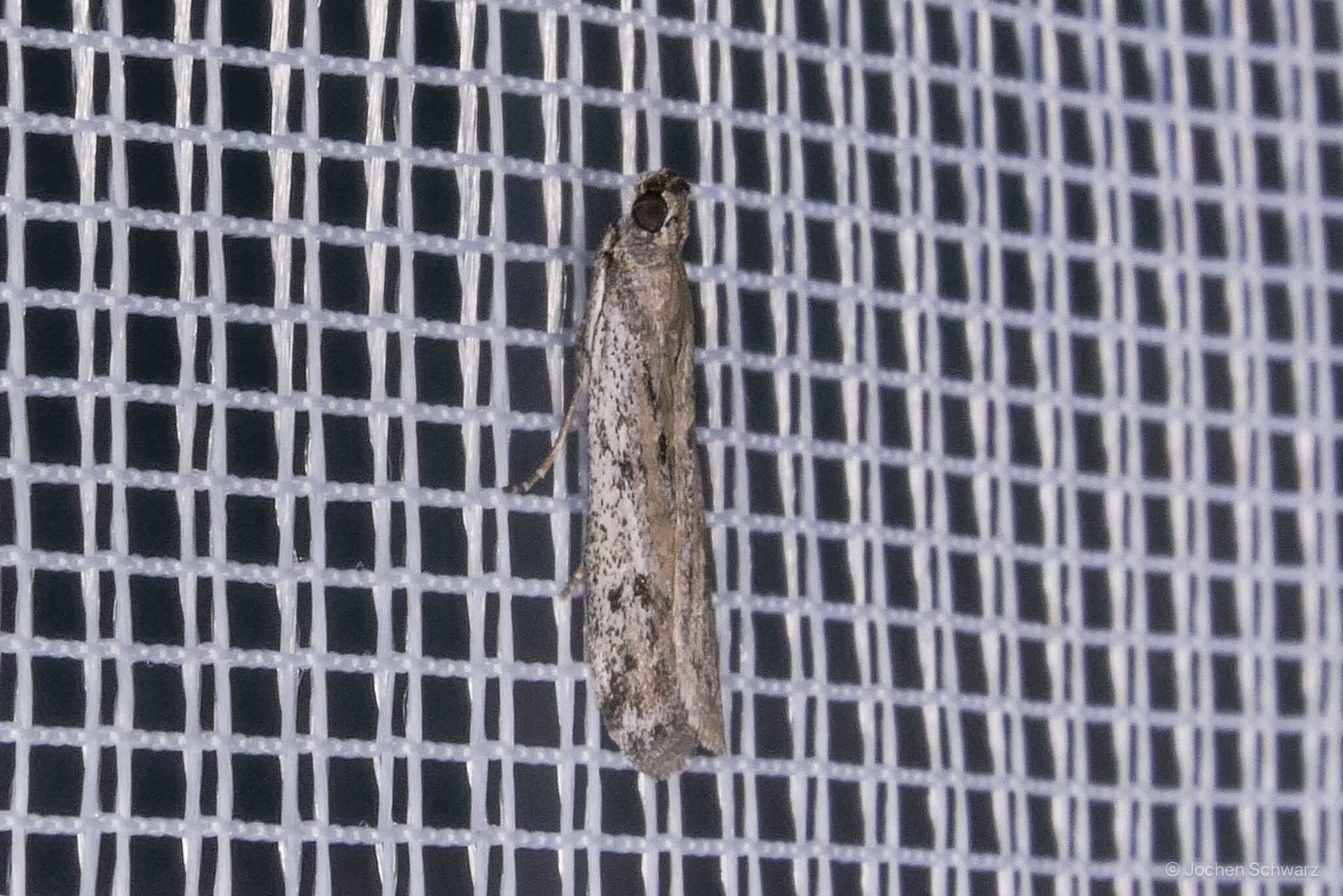 Phycitodes albatella - csenevész karcsúmoly
