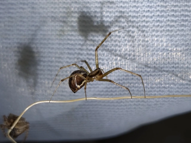 Linyphia triangularis - háromszöges vitorláspók