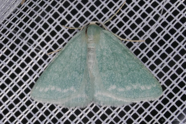 Pseudoterpna pruinata - hamvas zöldaraszoló