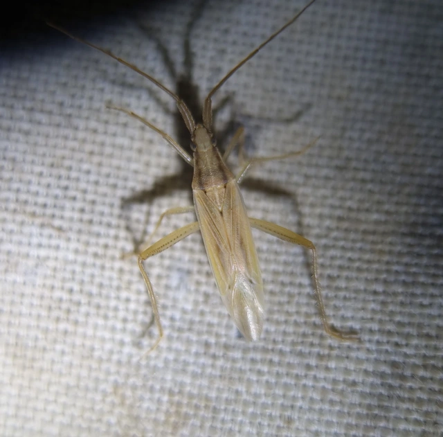 Stenodema