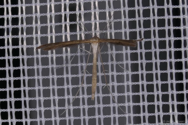 Pterophoridae - tollasmolyfélék
