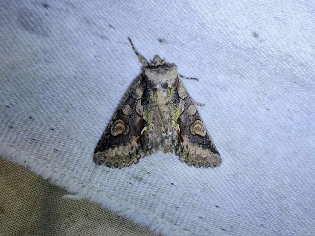Allophyes oxyacanthae - galagonyabagoly