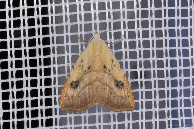 Rivula sericealis - selymes lórombagoly