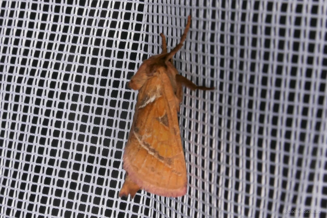 Triodia sylvina - kis gyökérrágólepke