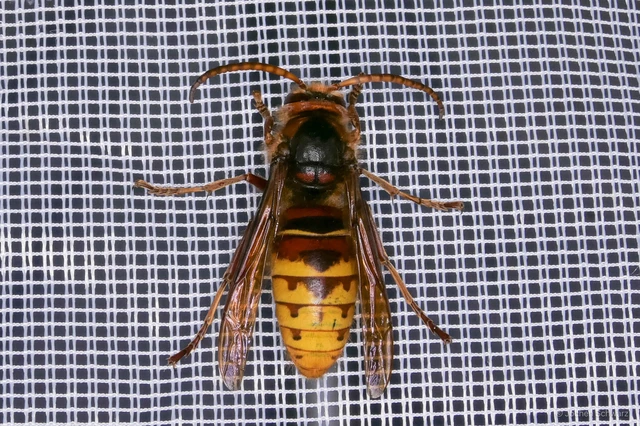 Hymenoptera - Hártyásszárnyúak