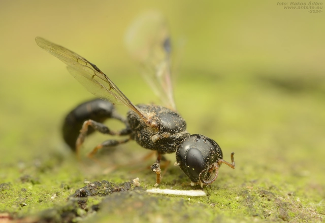 Crabronidae - szitásdarazsak