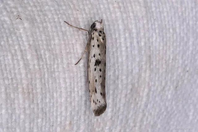 Yponomeuta plumbella - pókhálós bengemoly