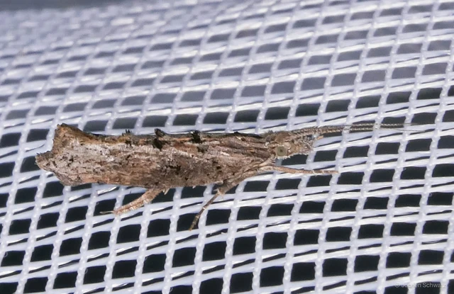 Ypsolopha horridella - kormos tarkamoly