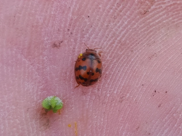 Subcoccinella vigintiquatuorpunctata - lucernaböde
