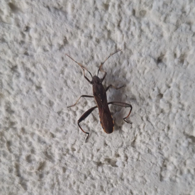 Camptopus lateralis - görbelábú karimáspoloska