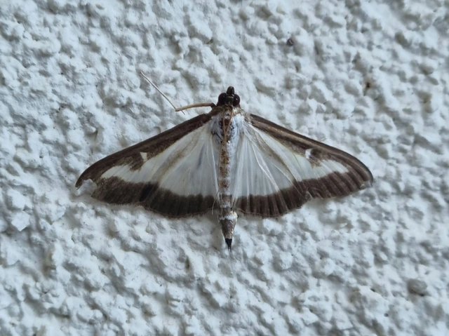 Cydalima perspectalis - puszpáng-tűzmoly