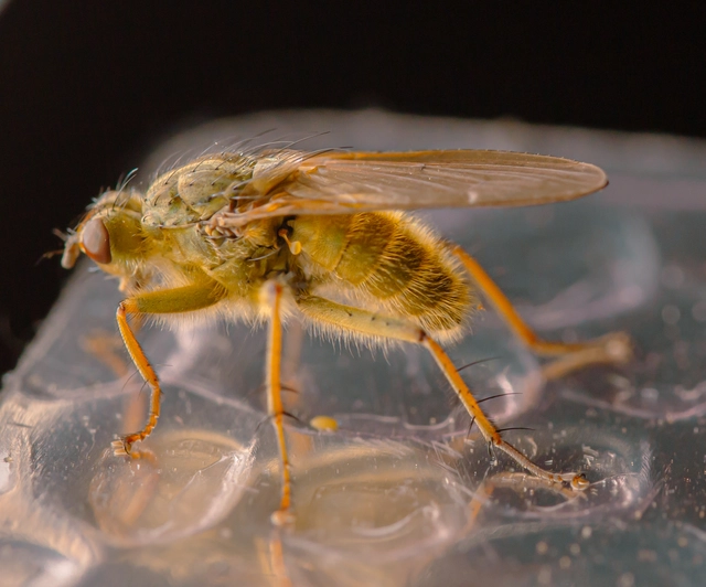 Scathophaga stercoraria - közönséges trágyalégy
