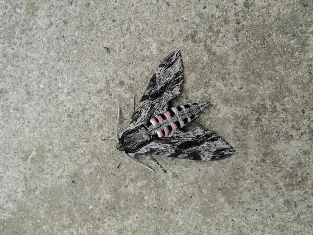 Agrius convolvuli - szulákszender