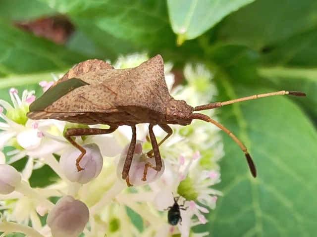 Coreus marginatus - közönséges karimáspoloska