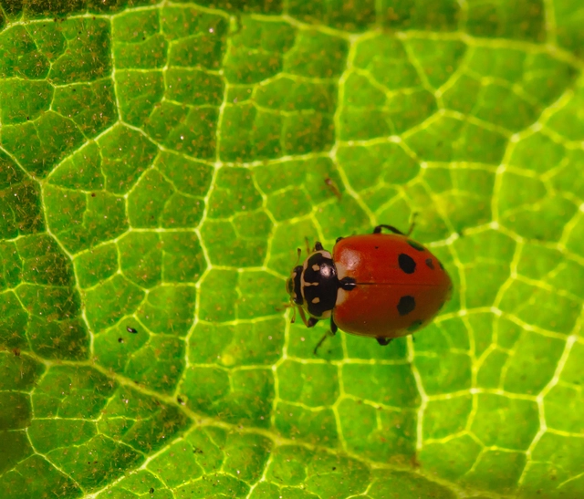 Hippodamia variegata - tizenhárompettyes katica