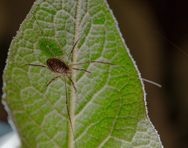 Opiliones - Kaszáspókok