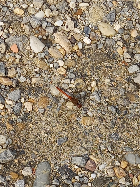 Sympetrum striolatum/vulgatum/meridionale
