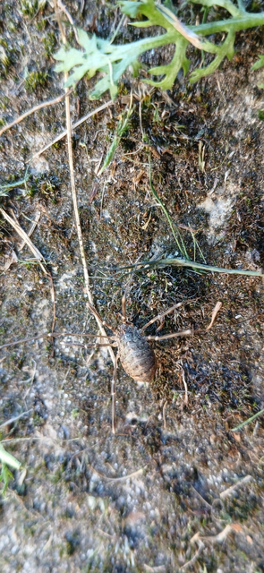 Opiliones - Kaszáspókok