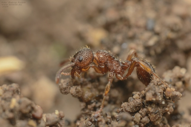 Myrmica schencki - kétszínű bütyköshangya