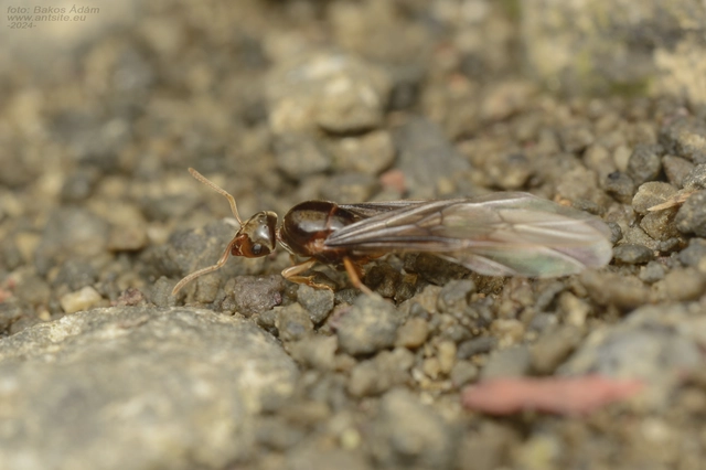 Lasius flavus - gyakori borostyánhangya