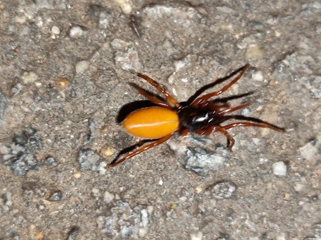 Dysderidae - fojtópókok