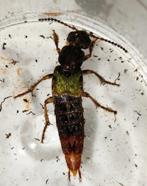 Abemus chloropterus - ékes holyva