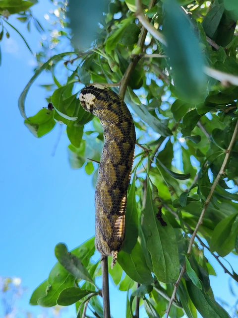 Acherontia atropos - halálfejes lepke