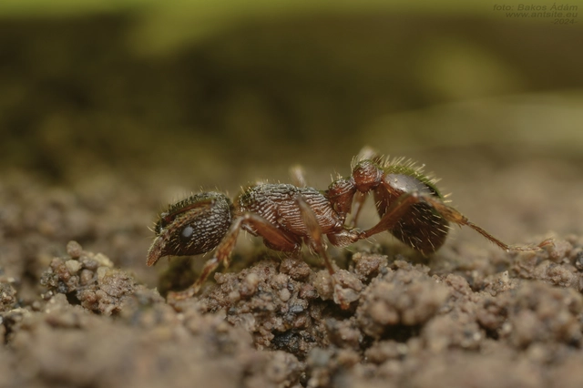 Myrmica schencki - kétszínű bütyköshangya