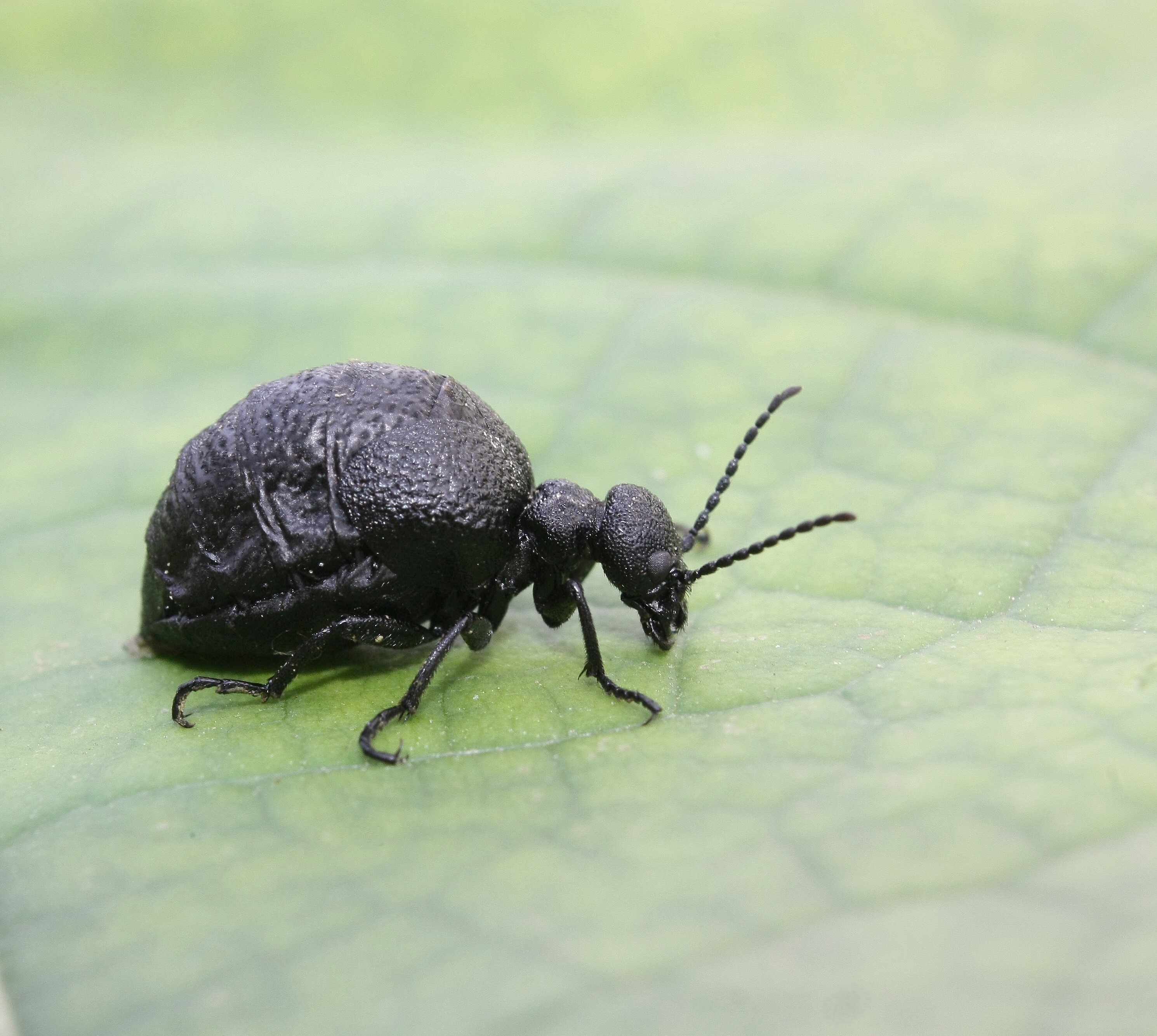Meloe rugosus - ráncos nünüke