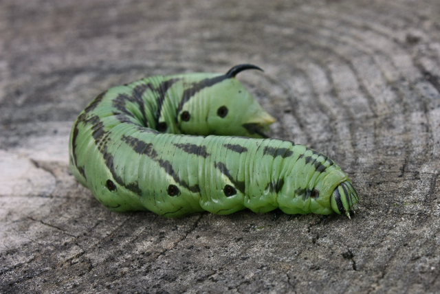 Agrius convolvuli - szulákszender