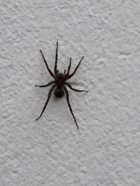 Pardosa