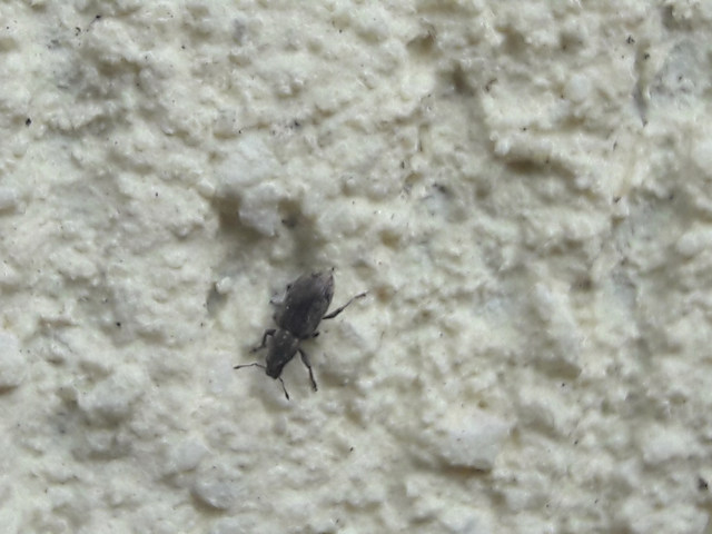 Sitona humeralis - lucerna-csipkézőbogár