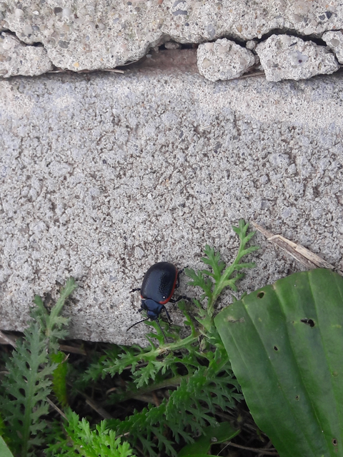 Chrysolina rossia - trapézhátú szegélyeslevelész