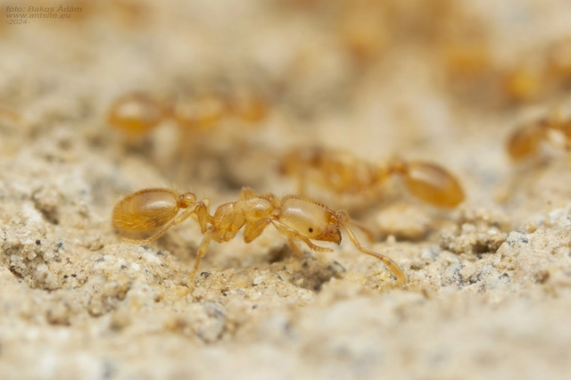 Solenopsis fugax - tolvajhangya