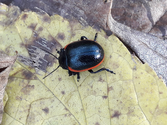 Chrysolina rossia - trapézhátú szegélyeslevelész