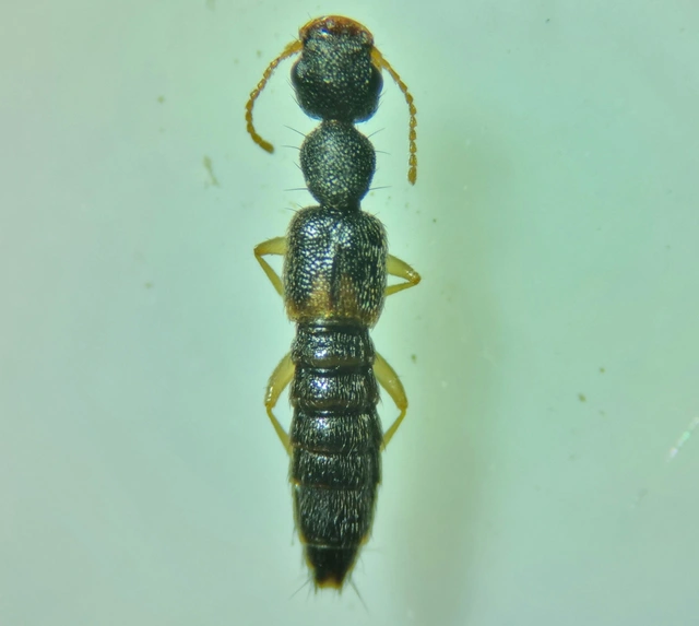 Astenus lyonessius - közönséges köviholyva
