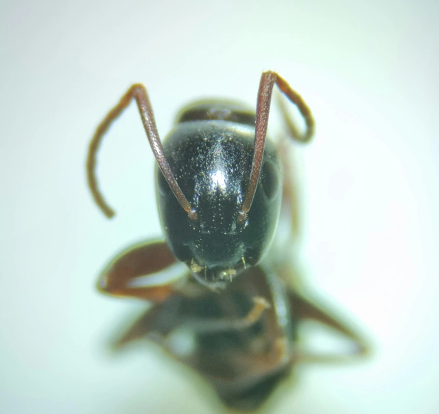 Camponotus fallax - ligeti lóhangya